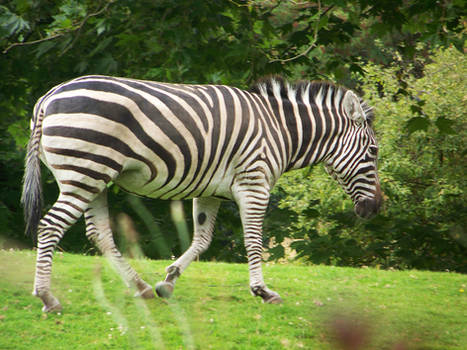 Zebra Stock 14