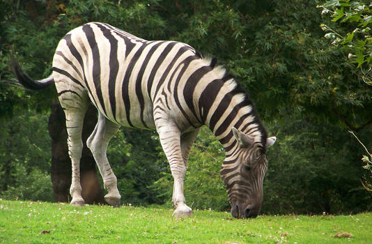 Zebra Stock 16