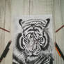 Realistic tiger drawing