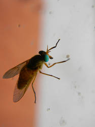 Strange fly