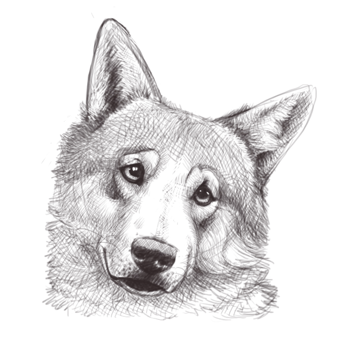 Wolf Head Sketch