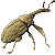 boll weevil