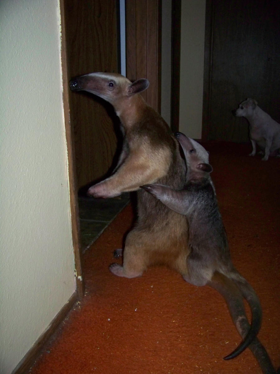 Tamandua conga