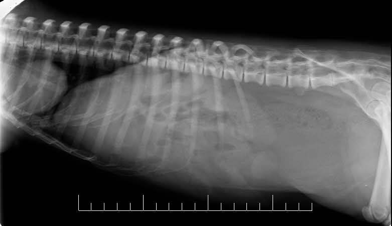 Healthy 7yr Tamandua spinal xray