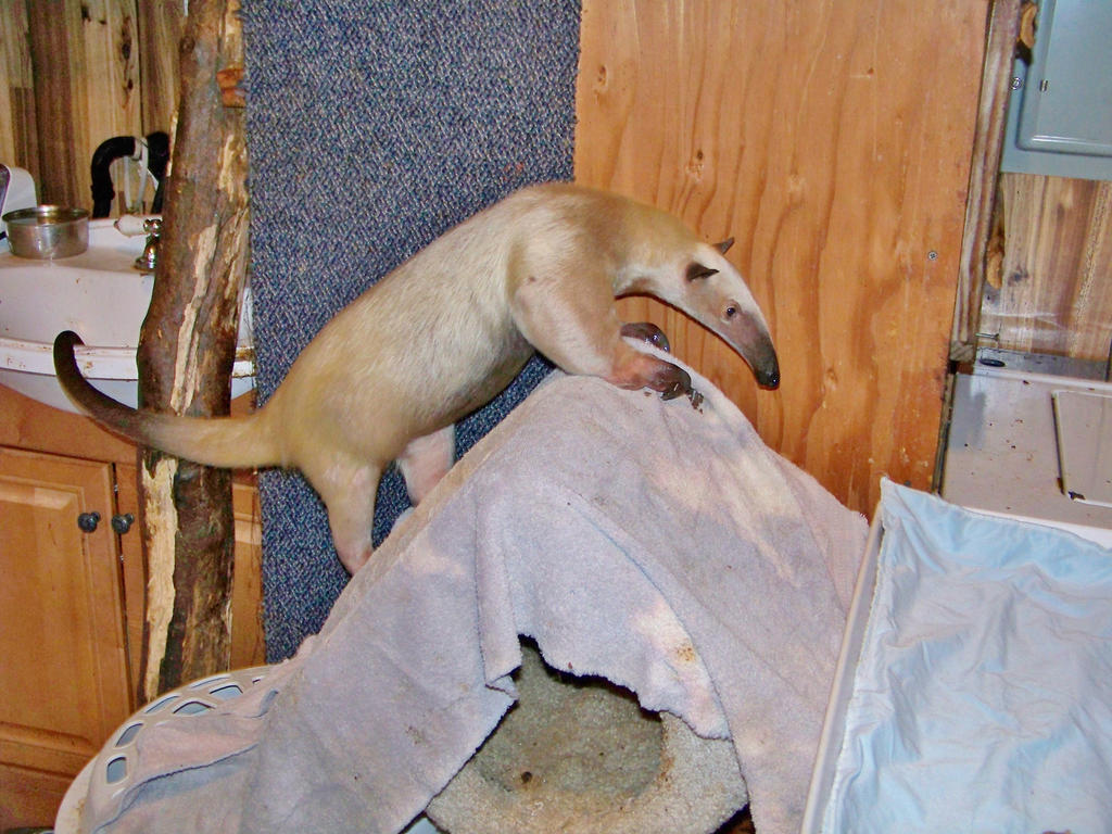 Climbing the cubby house