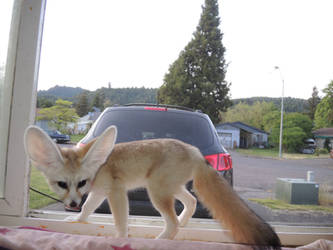 Fennec in Window