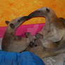 Anteater love