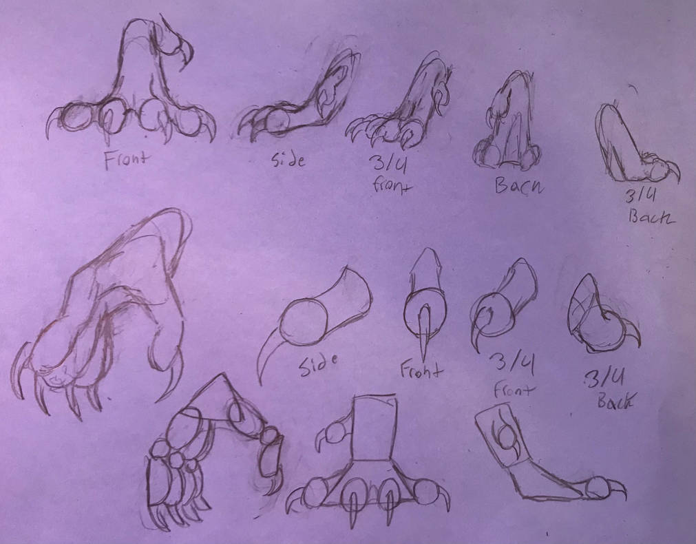 Dragon Claw Study Drawing Guide By EnchantedDragon563 On DeviantArt
