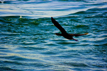 A Cormorant in Bosphorus
