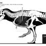 Amnh 5027 Tyrannosaurus rex skeletal diagram