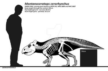 Montanoceratops cerorhynchus skeletal diagram