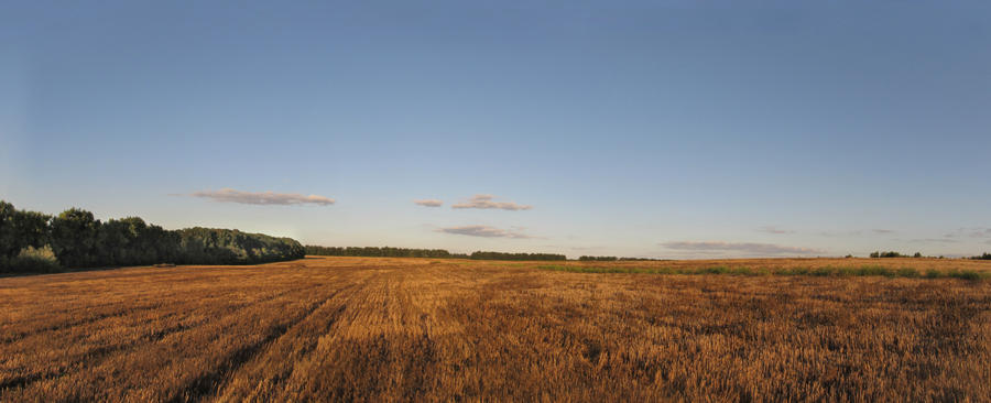 wheat field