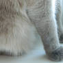 Cat's legs