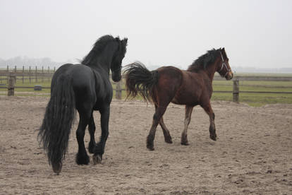 Friesian Stallion 13