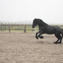 Friesian Stallion 20