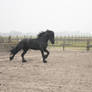 Friesian Stallion 40