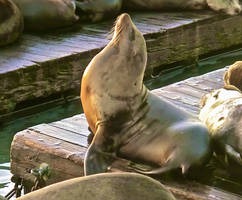 Sea Lion