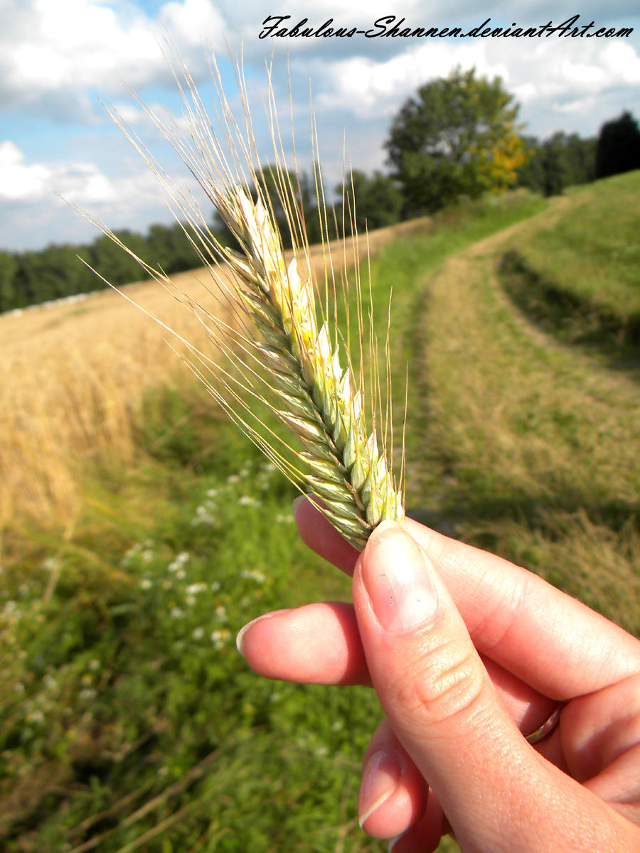 Catch the wheat