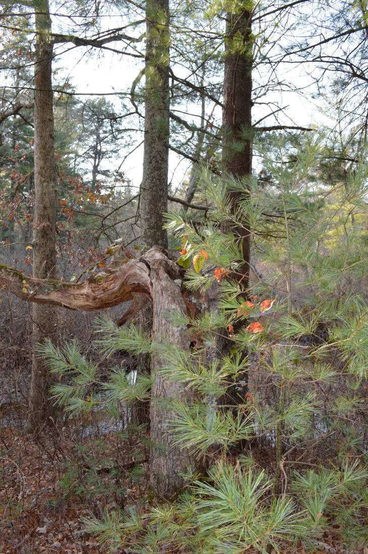 Elbow Tree 2 by The-DemonWolf on DeviantArt