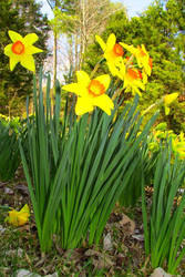 Akina Spring Flower