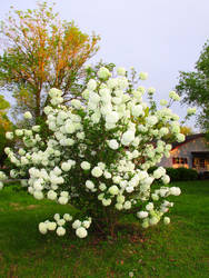 White hydrangeas