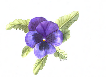 Watercolour Pansy