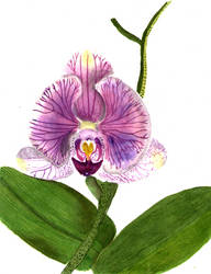 Botanical Illustration Watercolour Orchid