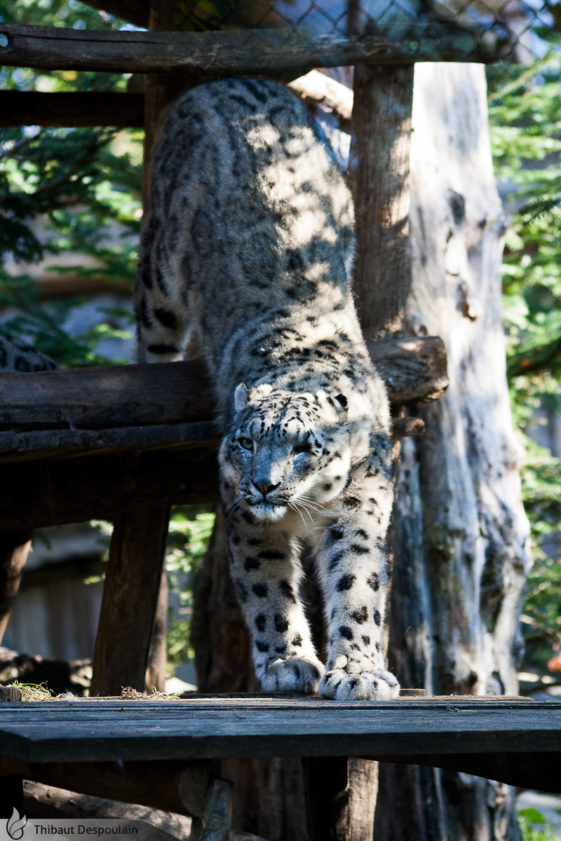 Snow leopard, Amneville zoo