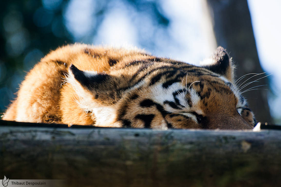 Sleeping sumatran tiger, Amneville zoo