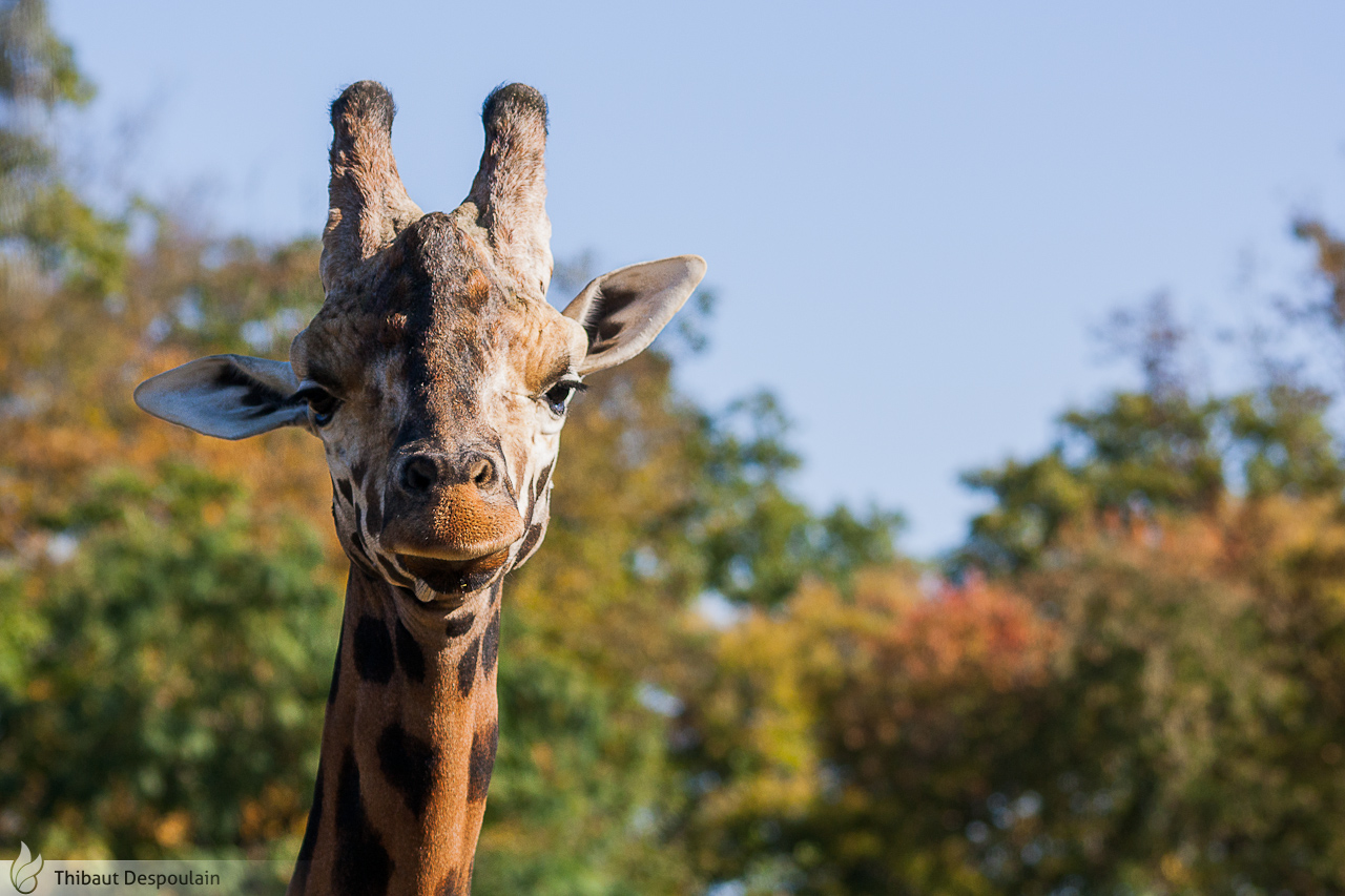 Giraffe portrait, Amneville zoo