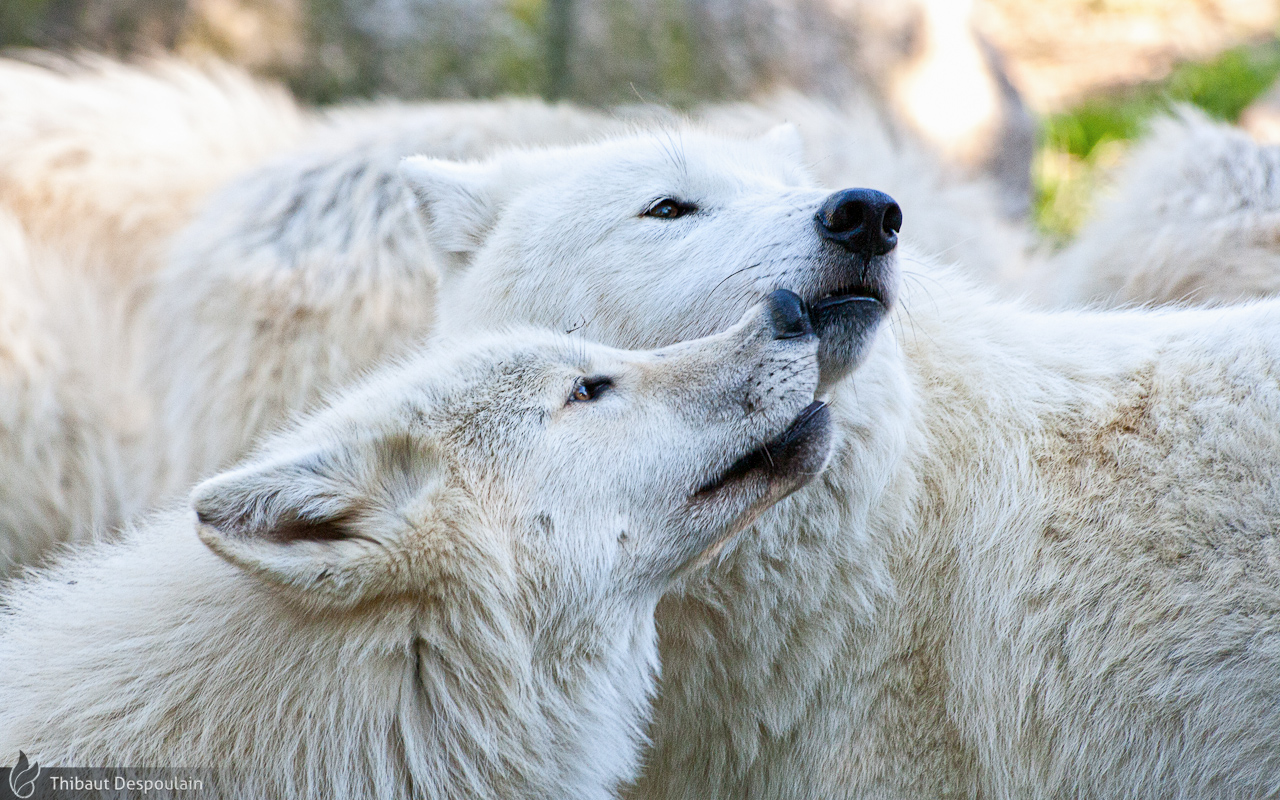 Arctic wolves, Amneville zoo