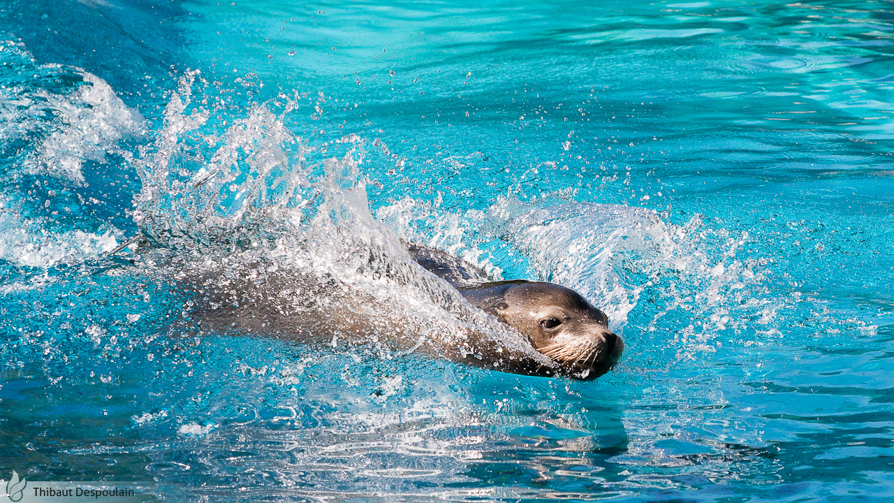 California sea lion, Amneville zoo