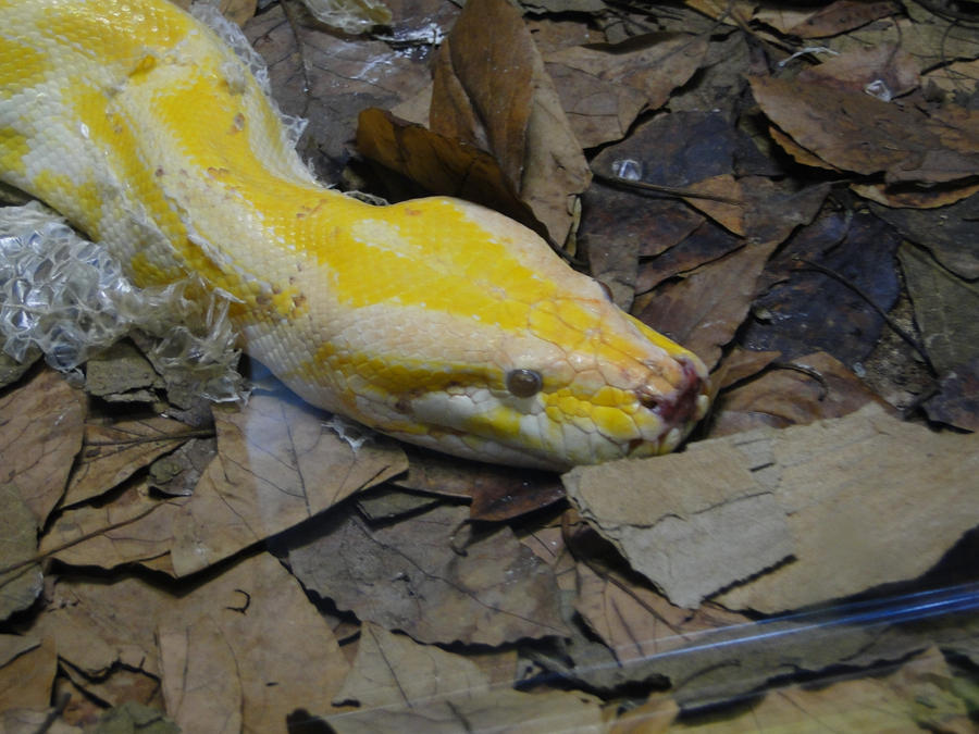 Python snake. by ner-wen on DeviantArt