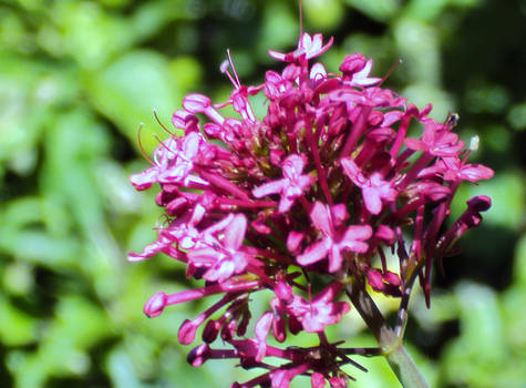 pink flower