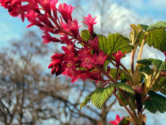 Raspberry Flower