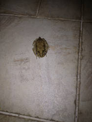 Frog 1