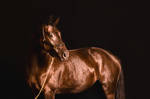 Rose, Equine Portrait by flexus