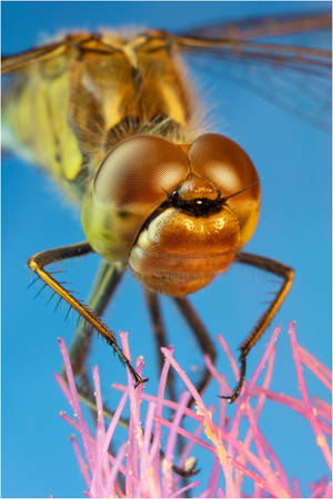 Dragonfly by Utybq Dragonfly by Utybq