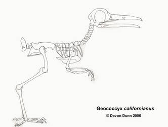 Greater Roadrunner Skeleton