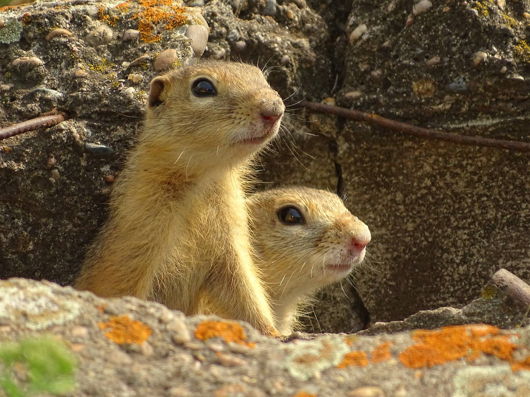 A pair of gophers by HellgaHeather on DeviantArt