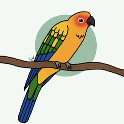 Avian August Day 15: Sun Conure