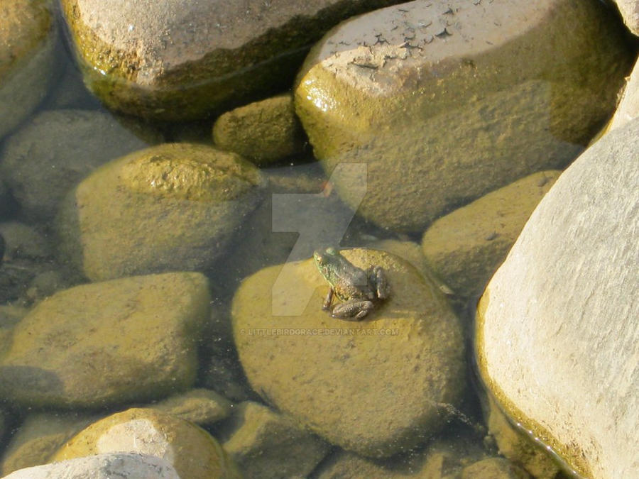 Frog on rock by LittleBirdGrace on DeviantArt
