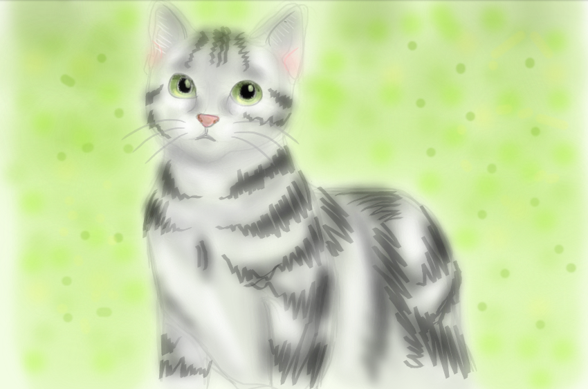 Grey  And White Cat