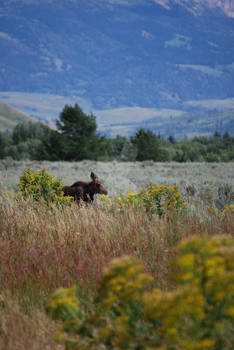 Tetons: Little Moose