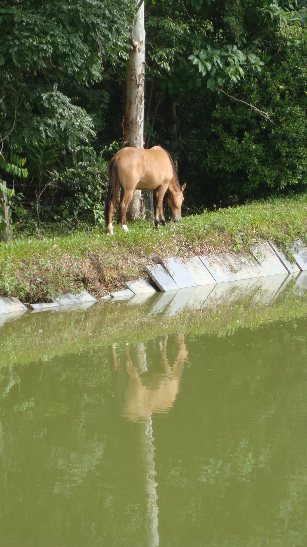 Horse's Reflex