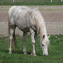 animals 11 - White Horse