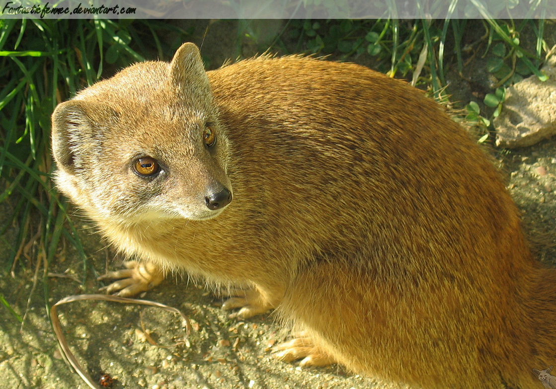 Yellow Mongoose by FantasticFennec on DeviantArt Yellow Mongoose by FantasticFennec on DeviantArt