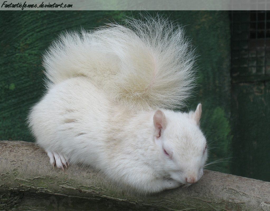 Fluffy Albino