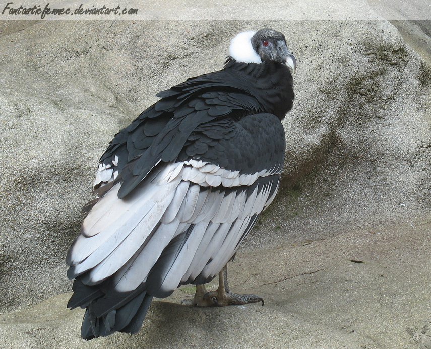 Andean Condor II