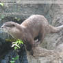 Asian Short Clawed Otter